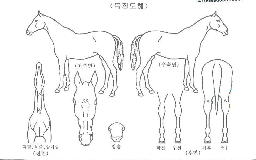 ���̾Ÿ�� ����,���,�޸�,�λ�,�ٸ��� Ư¡����