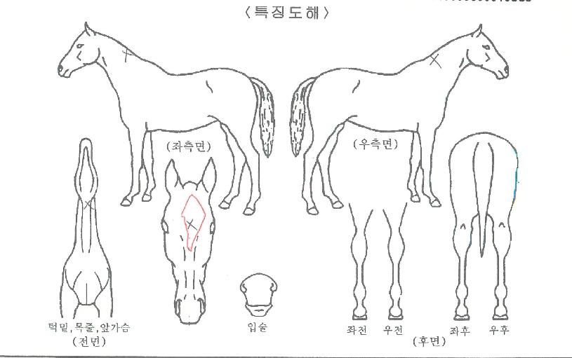 Ãʰ±¹ÀÇ Ãø¸é,¿ì¸é,µÞ¸é,µÎ»ó,´Ù¸®ÀÇ Æ¯Â¡µµÇØ