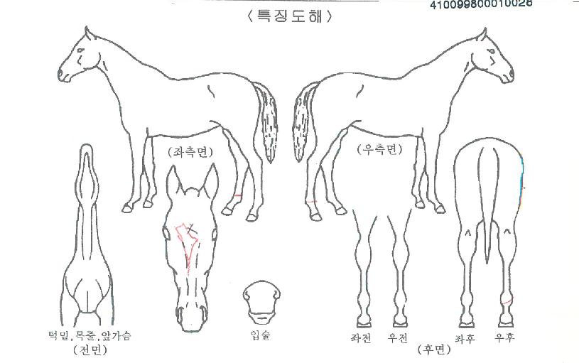 ��ٵ帮���� ����,���,�޸�,�λ�,�ٸ��� Ư¡����