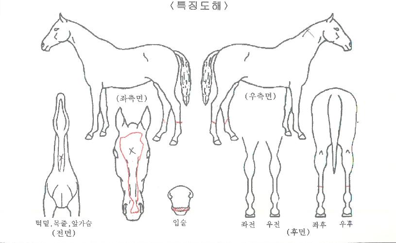 ½ºÆä¼È¸ð´×ÀÇ Ãø¸é,¿ì¸é,µÞ¸é,µÎ»ó,´Ù¸®ÀÇ Æ¯Â¡µµÇØ