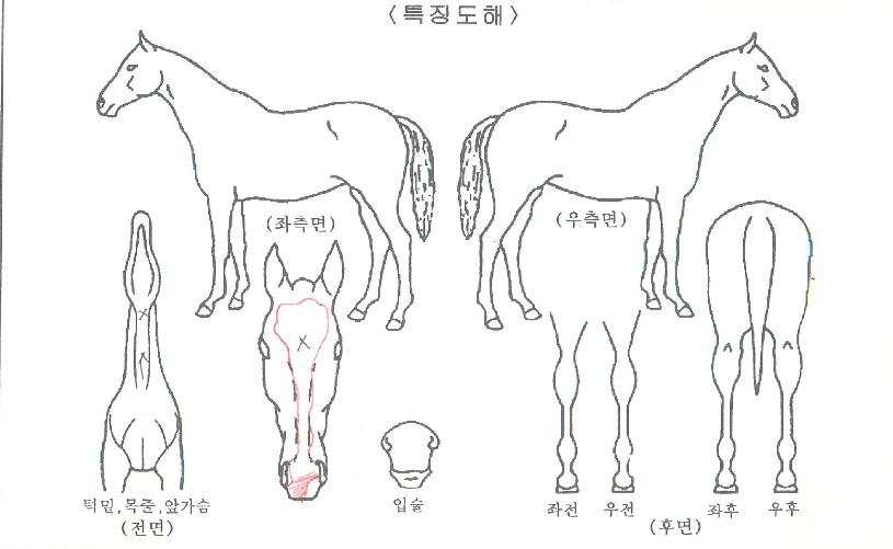 ±Ý¾Æ¸¶ÀÌÆ¼ÀÇ Ãø¸é,¿ì¸é,µÞ¸é,µÎ»ó,´Ù¸®ÀÇ Æ¯Â¡µµÇØ