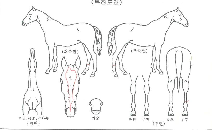 Ç÷¹ÀÓ¿ÀÇǼÀÇ Ãø¸é,¿ì¸é,µÞ¸é,µÎ»ó,´Ù¸®ÀÇ Æ¯Â¡µµÇØ