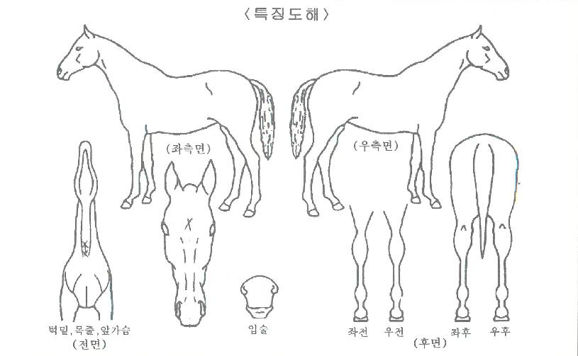 ´ã¾çÁøÁÖÀÇ Ãø¸é,¿ì¸é,µÞ¸é,µÎ»ó,´Ù¸®ÀÇ Æ¯Â¡µµÇØ