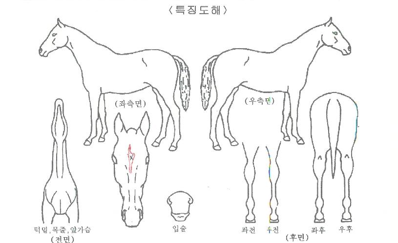 ±×·£µå¿©¿ÕÀÇ Ãø¸é,¿ì¸é,µÞ¸é,µÎ»ó,´Ù¸®ÀÇ Æ¯Â¡µµÇØ