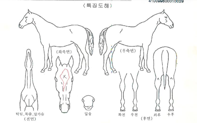 µ¹¾Æ¿Â½ÂºÎ»çÀÇ Ãø¸é,¿ì¸é,µÞ¸é,µÎ»ó,´Ù¸®ÀÇ Æ¯Â¡µµÇØ