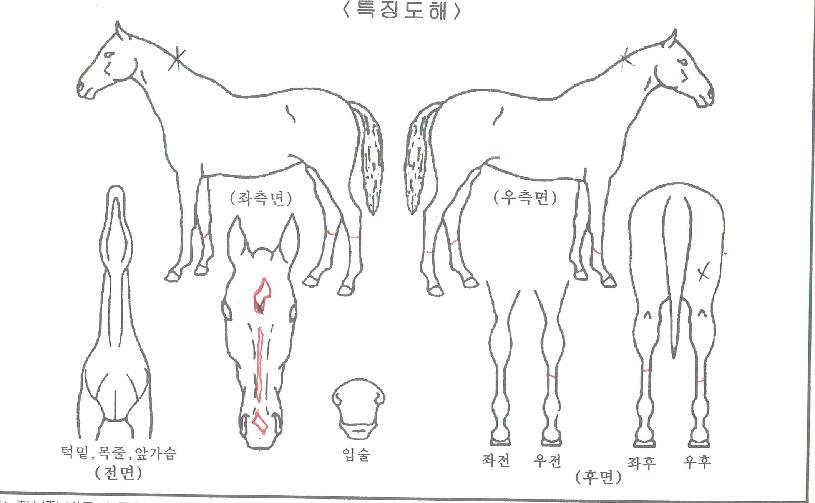 ĸƾ½ºÅÚ½ºÀÇ Ãø¸é,¿ì¸é,µÞ¸é,µÎ»ó,´Ù¸®ÀÇ Æ¯Â¡µµÇØ