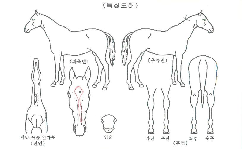 °©¿ÀÅõµ¥ÀÌÀÇ Ãø¸é,¿ì¸é,µÞ¸é,µÎ»ó,´Ù¸®ÀÇ Æ¯Â¡µµÇØ