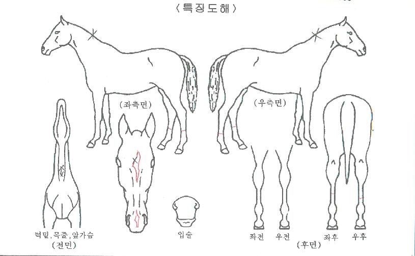 �̽��͹뷯�� ����,���,�޸�,�λ�,�ٸ��� Ư¡����