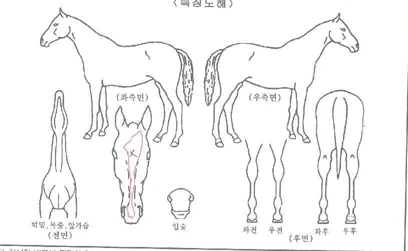 �ٺ��ڸ��� ����,���,�޸�,�λ�,�ٸ��� Ư¡����