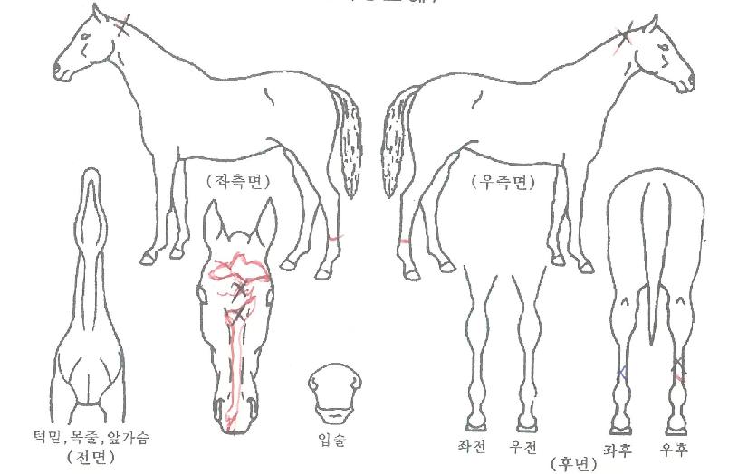 ÇÏÆ®Á¦´ÏÀÇ Ãø¸é,¿ì¸é,µÞ¸é,µÎ»ó,´Ù¸®ÀÇ Æ¯Â¡µµÇØ