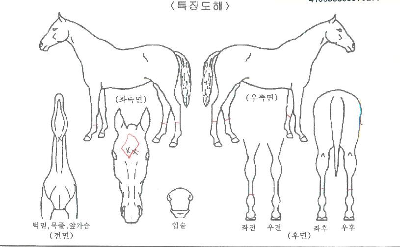 �޴�è���� ����,���,�޸�,�λ�,�ٸ��� Ư¡����