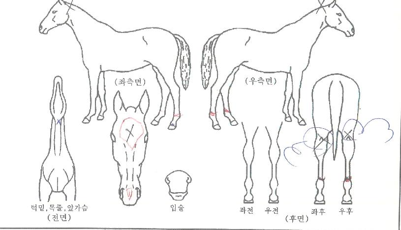 ���ŷ�� ����,���,�޸�,�λ�,�ٸ��� Ư¡����