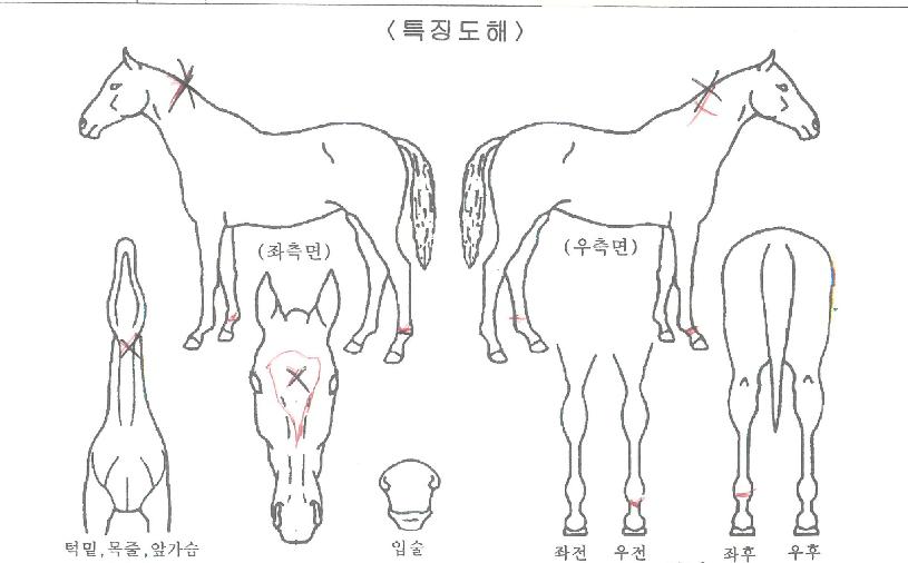 ÄÄÇø®Æ®¸ÅÁ÷ÀÇ Ãø¸é,¿ì¸é,µÞ¸é,µÎ»ó,´Ù¸®ÀÇ Æ¯Â¡µµÇØ