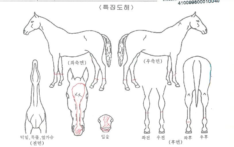 ¾Æ½ºÆ®·ÎÀÇ Ãø¸é,¿ì¸é,µÞ¸é,µÎ»ó,´Ù¸®ÀÇ Æ¯Â¡µµÇØ