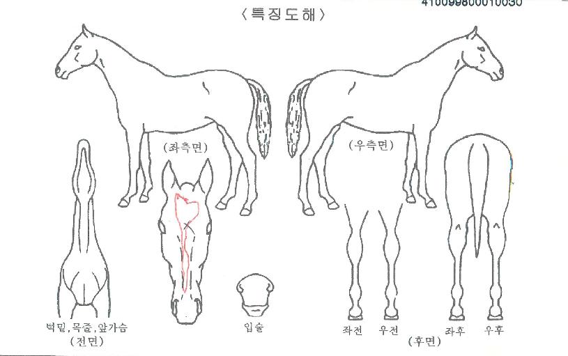 Àººû¶óÀÎÀÇ Ãø¸é,¿ì¸é,µÞ¸é,µÎ»ó,´Ù¸®ÀÇ Æ¯Â¡µµÇØ