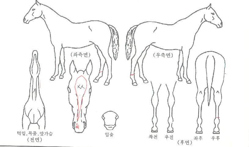 縰Áö»è½ºÀÇ Ãø¸é,¿ì¸é,µÞ¸é,µÎ»ó,´Ù¸®ÀÇ Æ¯Â¡µµÇØ