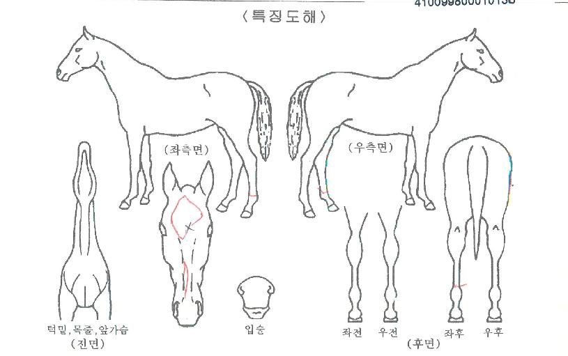 ¼Ò¼³ë·¹ÀüµåÀÇ Ãø¸é,¿ì¸é,µÞ¸é,µÎ»ó,´Ù¸®ÀÇ Æ¯Â¡µµÇØ