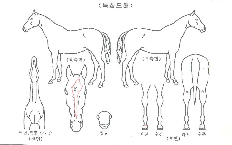 �����Ǻ����� ����,���,�޸�,�λ�,�ٸ��� Ư¡����