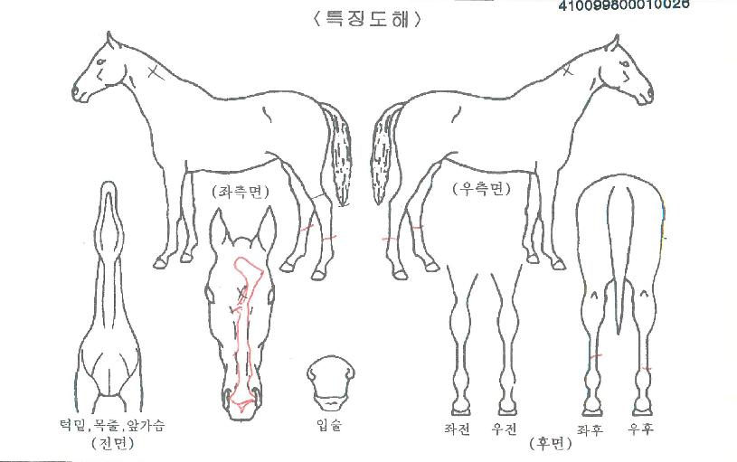 ÄÉÀÌ¿£·ÎµåÀÇ Ãø¸é,¿ì¸é,µÞ¸é,µÎ»ó,´Ù¸®ÀÇ Æ¯Â¡µµÇØ