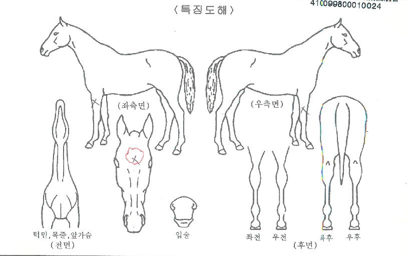 �Ƶ�ǻ���� ����,���,�޸�,�λ�,�ٸ��� Ư¡����