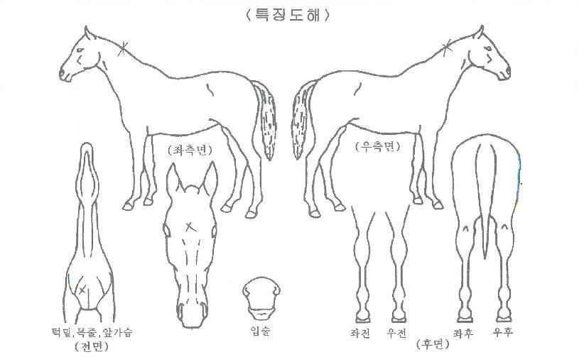 Âù¶õÇÑ¿©¸íÀÚ¸¶ÀÇ Ãø¸é,¿ì¸é,µÞ¸é,µÎ»ó,´Ù¸®ÀÇ Æ¯Â¡µµÇØ