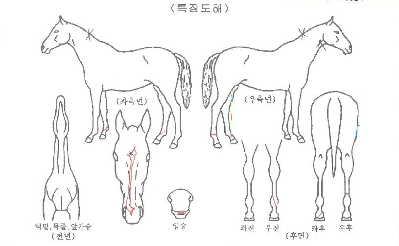 ���̳�����ġ�� ����,���,�޸�,�λ�,�ٸ��� Ư¡����