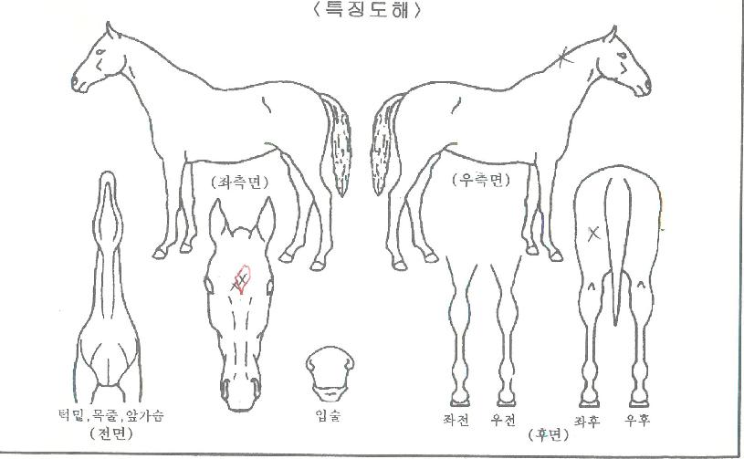 Å·´ýºí·¹À̵åÀÇ Ãø¸é,¿ì¸é,µÞ¸é,µÎ»ó,´Ù¸®ÀÇ Æ¯Â¡µµÇØ