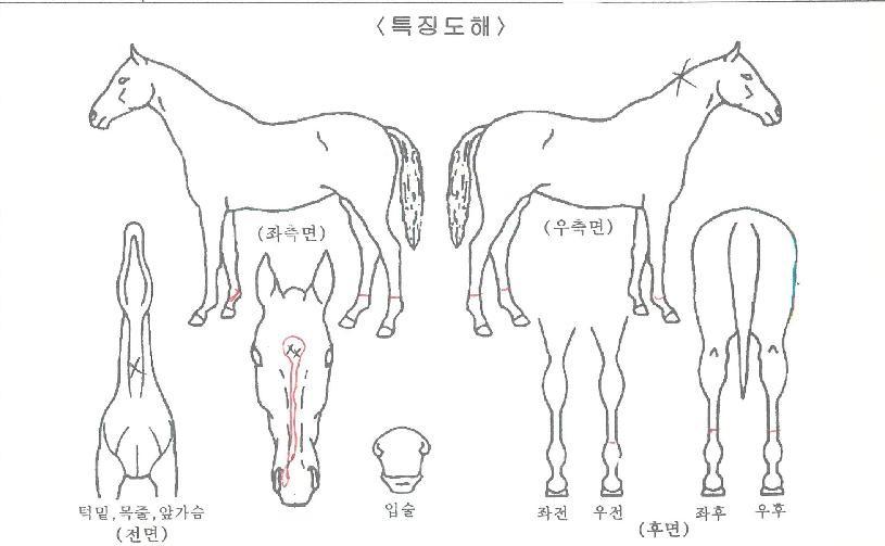 õ�ⱹ���� ����,���,�޸�,�λ�,�ٸ��� Ư¡����