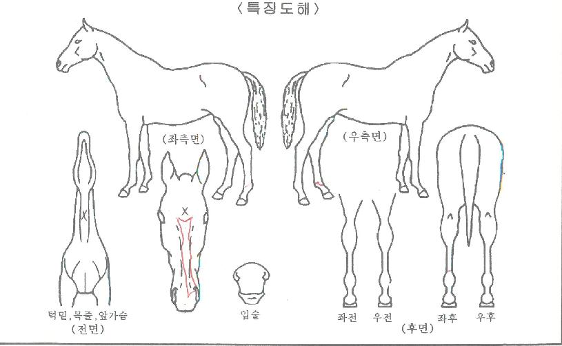 ÃÊ¿øÀDZâÀûÀÇ Ãø¸é,¿ì¸é,µÞ¸é,µÎ»ó,´Ù¸®ÀÇ Æ¯Â¡µµÇØ