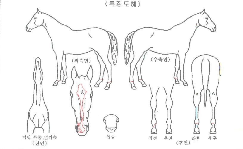 ÃÖ°íÄ·ÇÁÀÇ Ãø¸é,¿ì¸é,µÞ¸é,µÎ»ó,´Ù¸®ÀÇ Æ¯Â¡µµÇØ