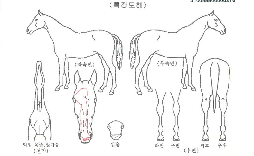 �ʰ�Ÿ���� ����,���,�޸�,�λ�,�ٸ��� Ư¡����