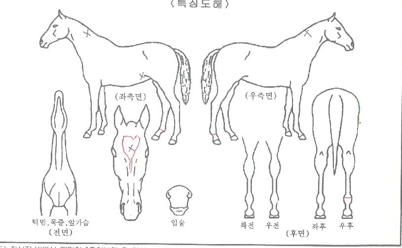 ´õÄýÁ¦ÀÌÀÇ Ãø¸é,¿ì¸é,µÞ¸é,µÎ»ó,´Ù¸®ÀÇ Æ¯Â¡µµÇØ