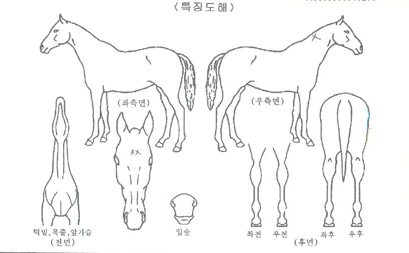 µð¹ÙÀÎÄýÀÇ Ãø¸é,¿ì¸é,µÞ¸é,µÎ»ó,´Ù¸®ÀÇ Æ¯Â¡µµÇØ