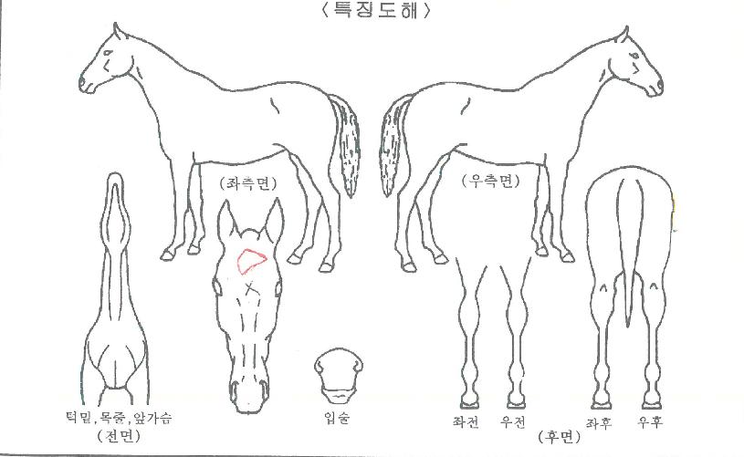 ºí·¢½ÃÅ©¸´ÀÇ Ãø¸é,¿ì¸é,µÞ¸é,µÎ»ó,´Ù¸®ÀÇ Æ¯Â¡µµÇØ