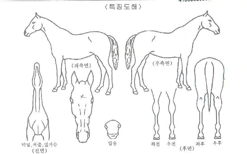 ±×·¹ÀÌÆ®±ÂÀÇ Ãø¸é,¿ì¸é,µÞ¸é,µÎ»ó,´Ù¸®ÀÇ Æ¯Â¡µµÇØ