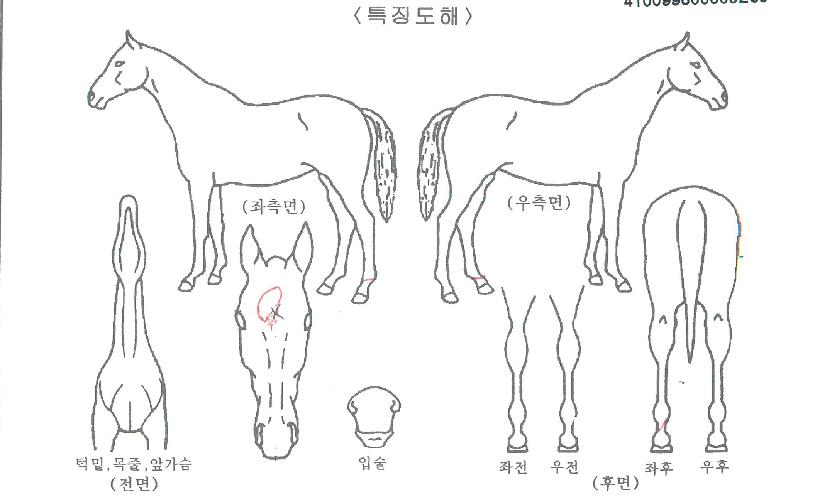 °È£Á¦ÀÏÀÇ Ãø¸é,¿ì¸é,µÞ¸é,µÎ»ó,´Ù¸®ÀÇ Æ¯Â¡µµÇØ