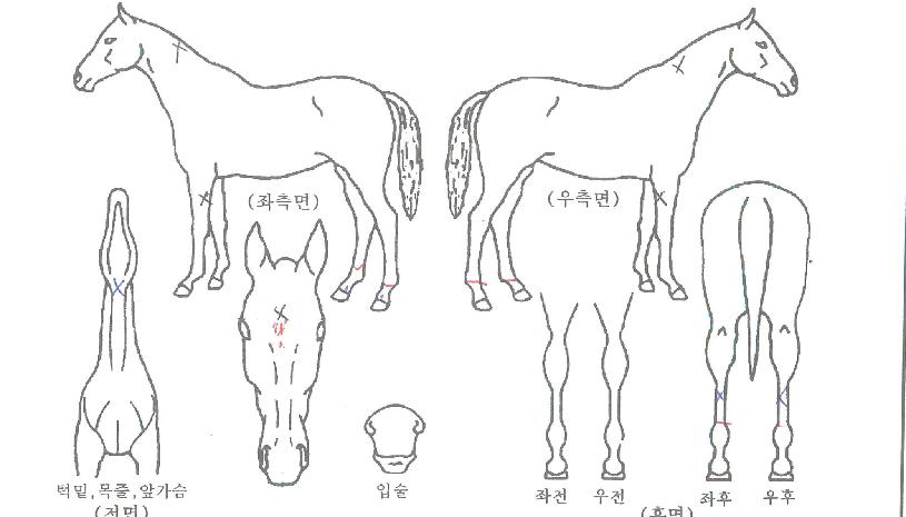 ÄÄÇø®Æ®»þÀÎÀÇ Ãø¸é,¿ì¸é,µÞ¸é,µÎ»ó,´Ù¸®ÀÇ Æ¯Â¡µµÇØ