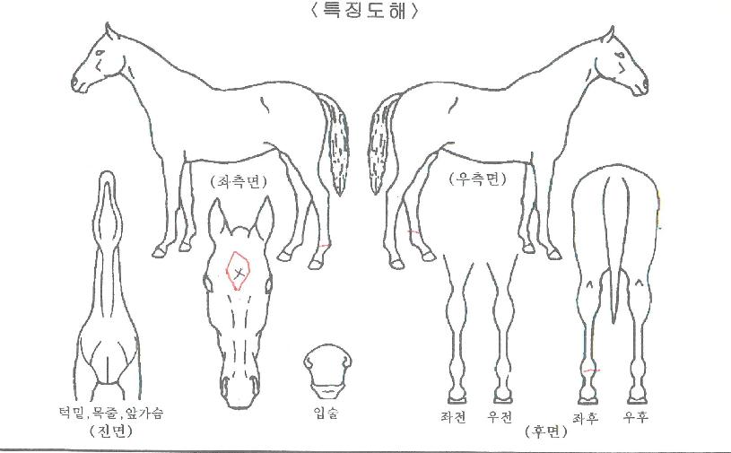 ´Þ·¡ÀÇ Ãø¸é,¿ì¸é,µÞ¸é,µÎ»ó,´Ù¸®ÀÇ Æ¯Â¡µµÇØ