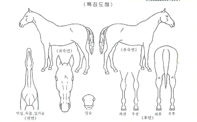 ·Ï¶óÀÎÀÇ Ãø¸é,¿ì¸é,µÞ¸é,µÎ»ó,´Ù¸®ÀÇ Æ¯Â¡µµÇØ