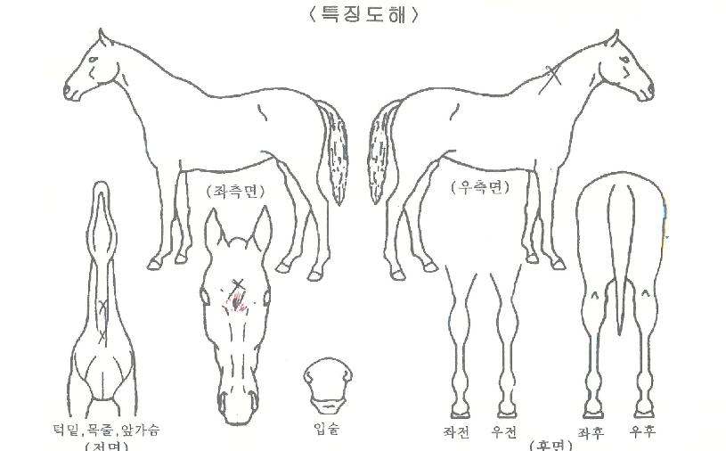 �ۼ���ķ���ڸ��� ����,���,�޸�,�λ�,�ٸ��� Ư¡����