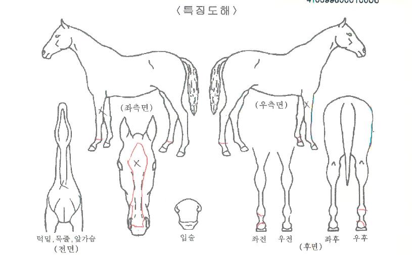 ��½�ī�̸��� ����,���,�޸�,�λ�,�ٸ��� Ư¡����