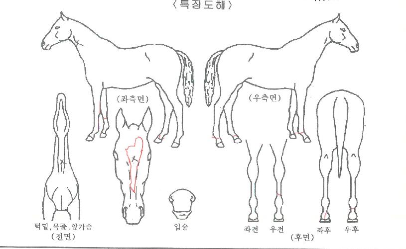 °¡¿ÂÂùÀÇ Ãø¸é,¿ì¸é,µÞ¸é,µÎ»ó,´Ù¸®ÀÇ Æ¯Â¡µµÇØ