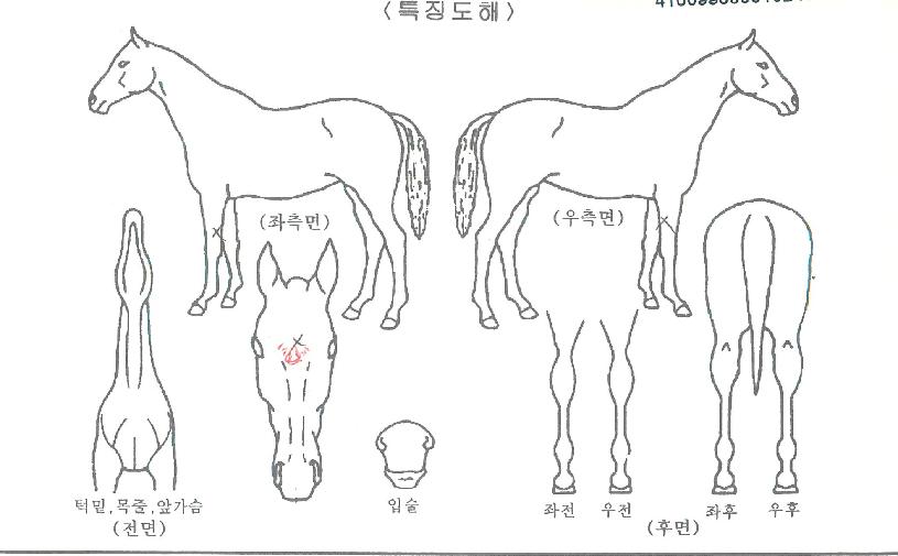 ·è½ºÄ¹ÀÇ Ãø¸é,¿ì¸é,µÞ¸é,µÎ»ó,´Ù¸®ÀÇ Æ¯Â¡µµÇØ