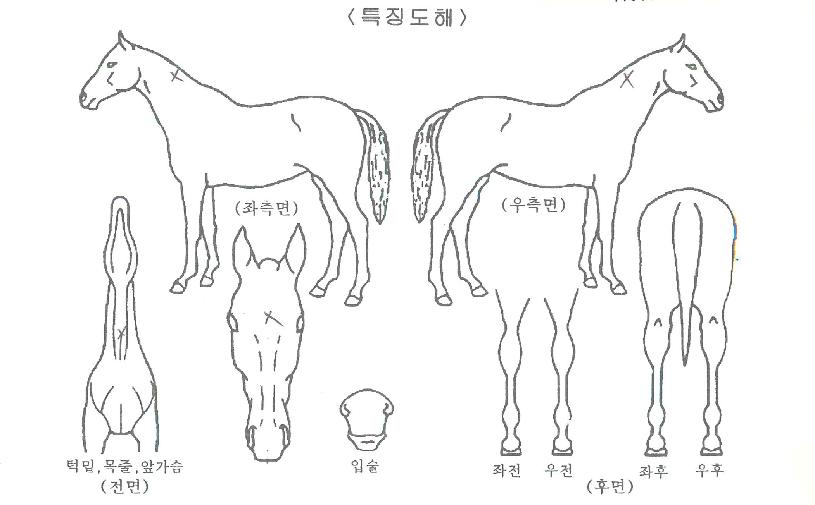 ��������� ����,���,�޸�,�λ�,�ٸ��� Ư¡����