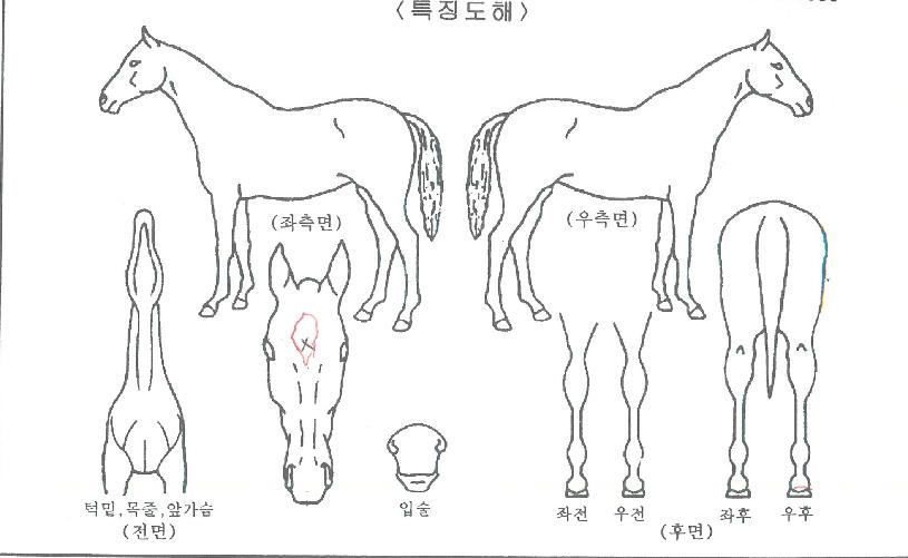 ���ĸ���� ����,���,�޸�,�λ�,�ٸ��� Ư¡����