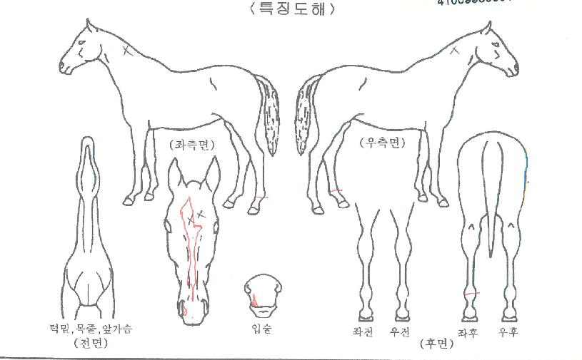 ·¹¸ð´ÏÀÚ¸¶ÀÇ Ãø¸é,¿ì¸é,µÞ¸é,µÎ»ó,´Ù¸®ÀÇ Æ¯Â¡µµÇØ