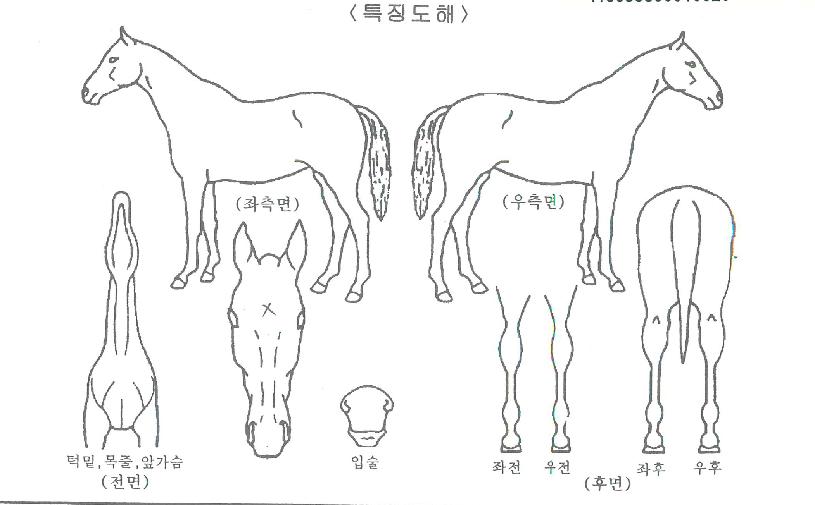 Çϱâºñ½ºÀÇ Ãø¸é,¿ì¸é,µÞ¸é,µÎ»ó,´Ù¸®ÀÇ Æ¯Â¡µµÇØ