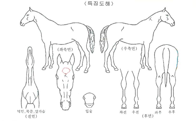 ¿¤·¹°ÇÆ®½º¿ÏÀÚ¸¶ÀÇ Ãø¸é,¿ì¸é,µÞ¸é,µÎ»ó,´Ù¸®ÀÇ Æ¯Â¡µµÇØ