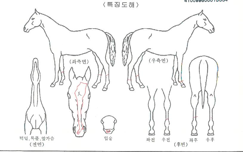 ưƮ���� ����,���,�޸�,�λ�,�ٸ��� Ư¡����