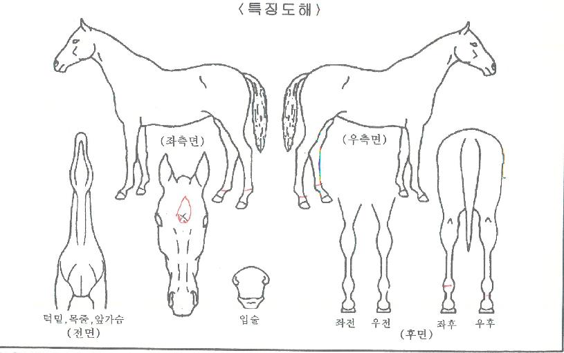 Çǽº°ñµçÀÇ Ãø¸é,¿ì¸é,µÞ¸é,µÎ»ó,´Ù¸®ÀÇ Æ¯Â¡µµÇØ